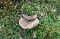 Dermoloma