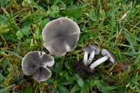 Dermoloma