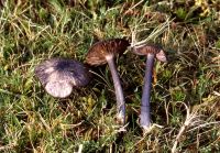 Entoloma