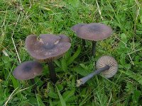 Entoloma