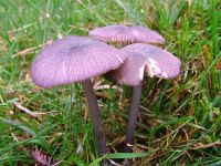 Entoloma