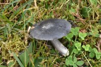 Entoloma