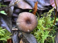 Entoloma