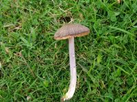 Entoloma