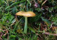 Entoloma