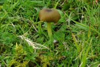 Entoloma