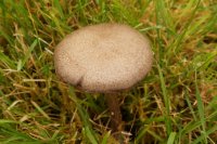 Entoloma