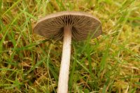 Entoloma