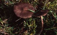 Entoloma