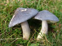 Entoloma