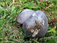 Entoloma