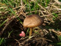 Entoloma