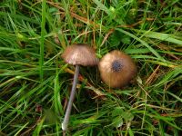 Entoloma