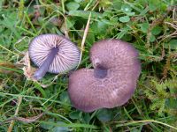 Entoloma