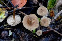 Entoloma