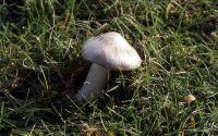 Entoloma