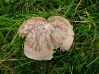 Entoloma