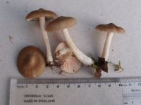 Entoloma