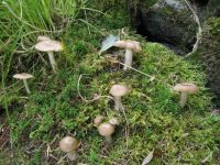 Entoloma