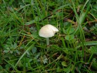 Entoloma