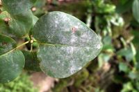 Erysiphe