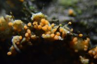Erythricium