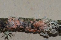Erythricium