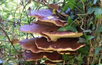 Fistulina