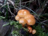 Flammulina