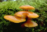 Flammulina