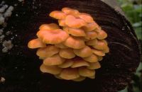 Flammulina