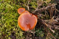 Flammulina