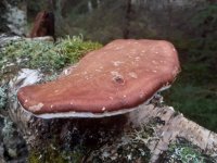 Fomitopsis