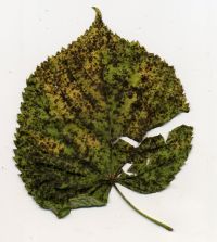 Fumagospora