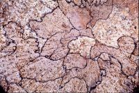 Fungal