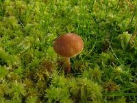 Galerina