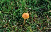 Galerina