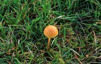 Galerina