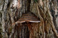 Ganoderma