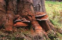 Ganoderma