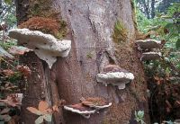 Ganoderma