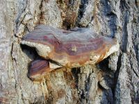 Ganoderma