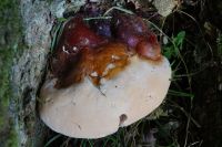 Ganoderma