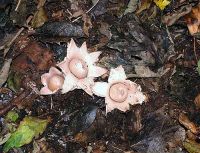 Geastrum