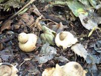 Geastrum