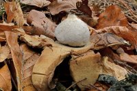 Geastrum