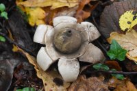 Geastrum