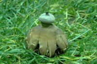 Geastrum