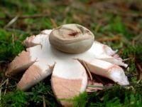 Geastrum