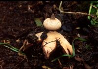 Geastrum